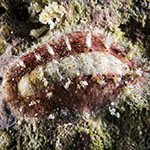 Acanthochitona sp. A 